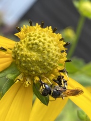 Philanthus solivagus