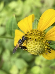 Philanthus solivagus
