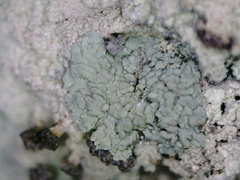 Baeomyces carneus