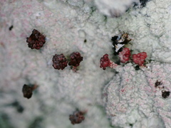Baeomyces carneus