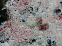 Baeomyces carneus