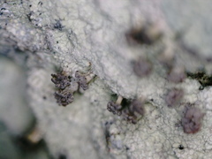 Baeomyces carneus
