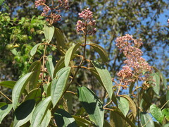 Miconia xalapensis