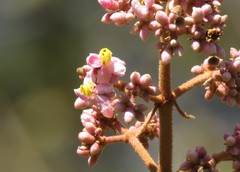 Miconia xalapensis