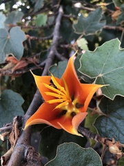 ×chiranthofremontia lenzii