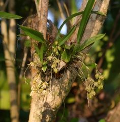 Leochilus oncidioides