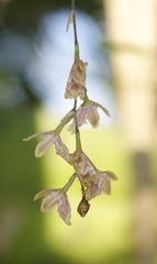 Leochilus oncidioides