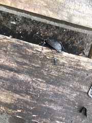 Carabus coriaceus