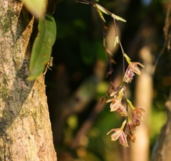 Leochilus oncidioides