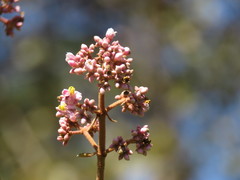 Miconia xalapensis