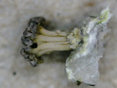 Baeomyces carneus
