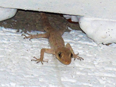 Mediodactylus heterocercus