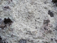 Baeomyces carneus