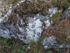 Baeomyces carneus