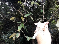 Rubus schmidelioides schmidelioides