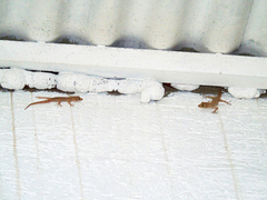 Mediodactylus heterocercus