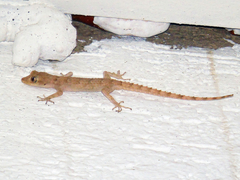 Mediodactylus heterocercus