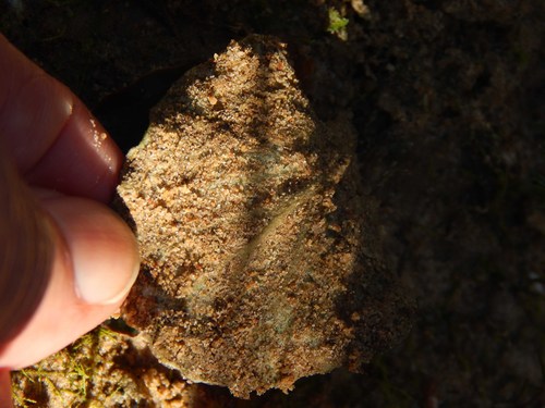 Image of Pelargonium asarifolium by no rights reserved