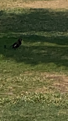 Acridotheres tristis