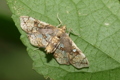 Omphisa anastomosalis