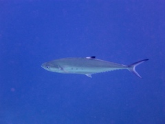Scomberoides lysan