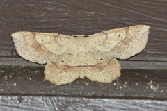 Euchlaena deplanaria