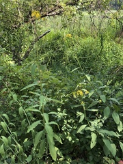 Verbesina alternifolia