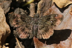 Staphylus hayhurstii