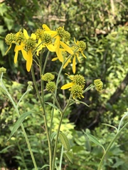 Verbesina alternifolia