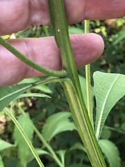 Verbesina alternifolia