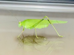 Phaneroptera nana
