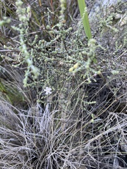 Chaenostoma calciphilum