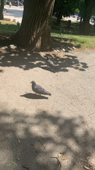 Columba livia domestica