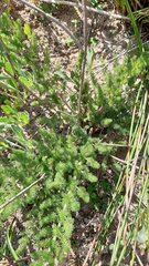 Cynorhiza meifolia