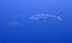 Scomberoides lysan