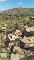 Aloe verecunda