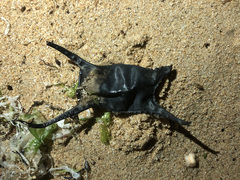 Raja undulata