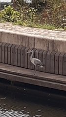 Ardea cinerea