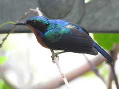 Chalcoparia singalensis