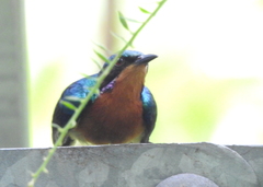 Chalcoparia singalensis