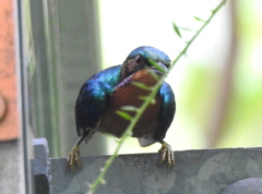 Chalcoparia singalensis