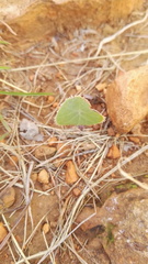 Senecio oxyriifolius