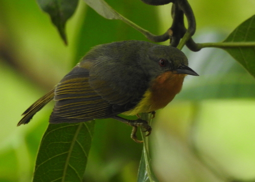 Ruby-cheeked Sunbird (Chalcoparia singalensis), photo 3