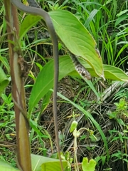 Coluber constrictor priapus image