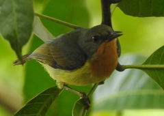 Chalcoparia singalensis