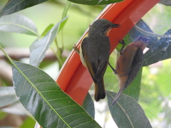 Chalcoparia singalensis