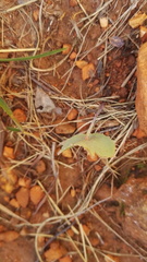 Senecio oxyriifolius