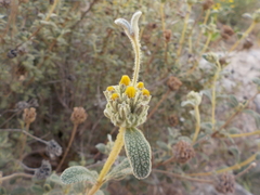 Phlomis lanata