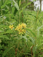 Lysimachia vulgaris