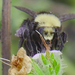 photo of Yellow-faced Bumble Bee (Bombus vosnesenskii)